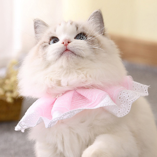럭셔리 레이스 고양이케이프 블랙 핑크 레드